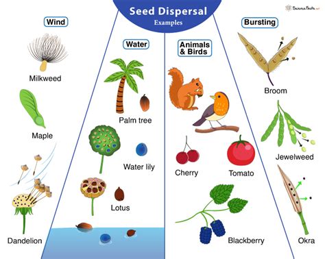 Seed Dispersal Definition Methods Examples And Significance