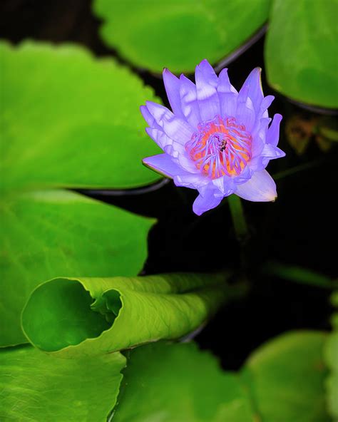 Lotus Flower And Lily Pad Photograph By Adam Romanowicz Fine Art America