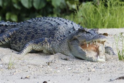 Giant 14 Foot Long Crocodile Found With Human Remains In Stomach Live