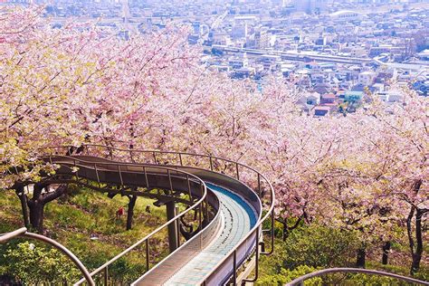The Most Beautiful Japanese Cherry Blossom Photos | Most beautiful