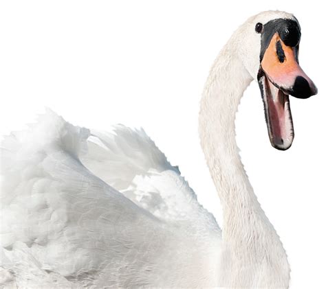 White Swan Png Png Mart