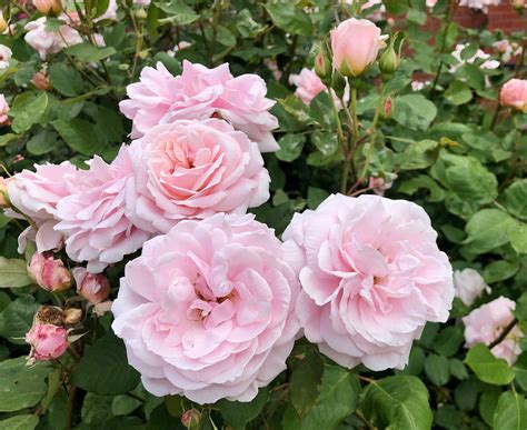 Tips For Growing Healthy Roses Smithsonian Gardens