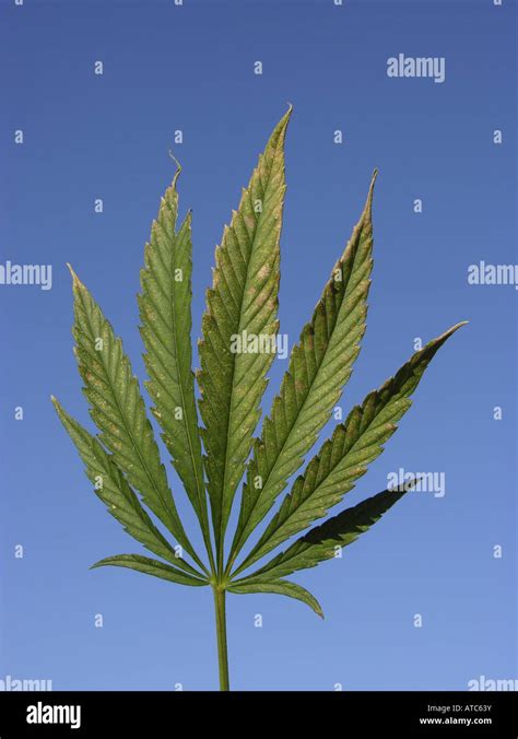 El Cáñamo Indio Mary Jane La Marihuana Cannabis Sativa Hoja