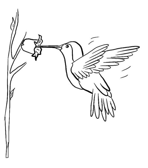 Çocuklar İçin Ücretsiz Sinek Kuşu Boyama Sayfası Boyama Online