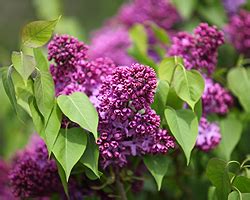 Kann ich flieder jetzt noch anpflanzen. 36 Top Photos Wann Flieder Schneiden - Flieder Pflege Und ...