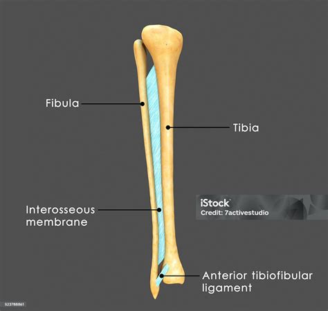 Syndesmosis Between Fibula And Tibia Stock Photo Download Image Now