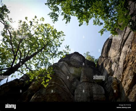 Bäume Und Felsen Im Elbsandsteingebirge Stock Photo Alamy