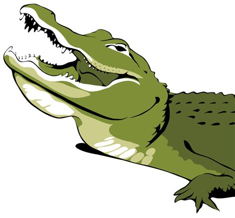 Alligator Illustration