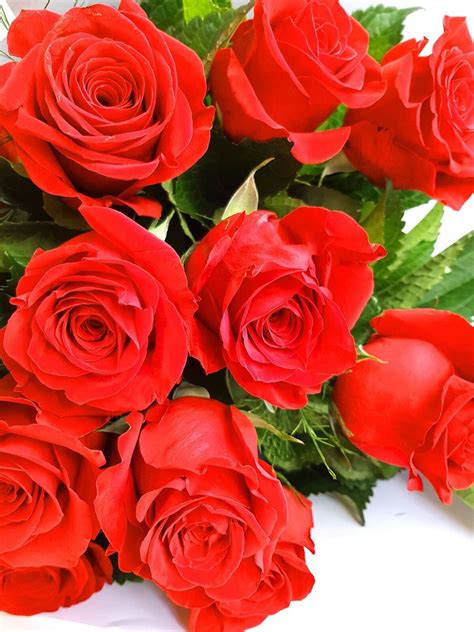 It worked really well because the finished rose is spectacular! Red Roses | Fresh Red Rose Flowers, Auckland Delivery
