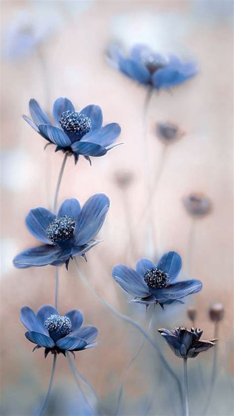 Blue Flowers Hd Mobile Wallpaper Hd Samsung Galaxy J2 2152118 Hd