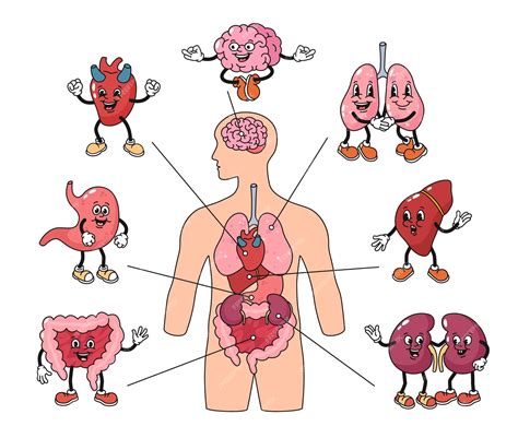 Premium Vector Cartoon Human Body Organs Mascots Anatomy Poster With