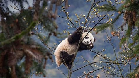 Panda Trees Hd Wallpaper Wallpaperbetter