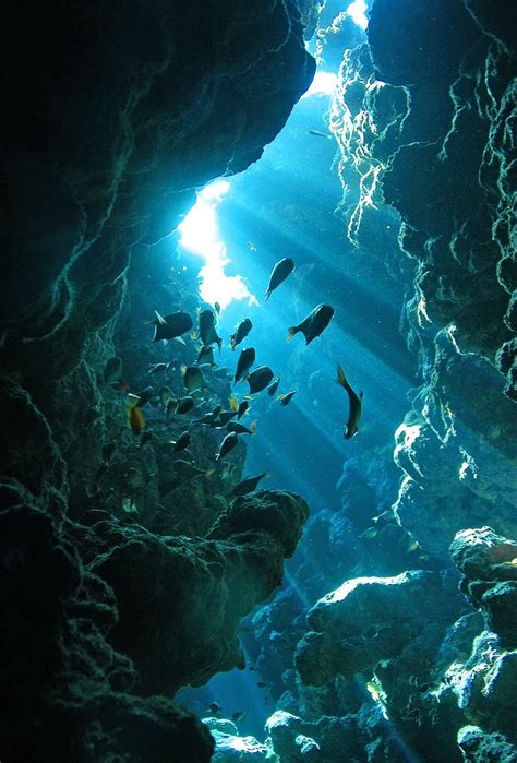 Cave Ocean Life Underwater Caves Underwater World