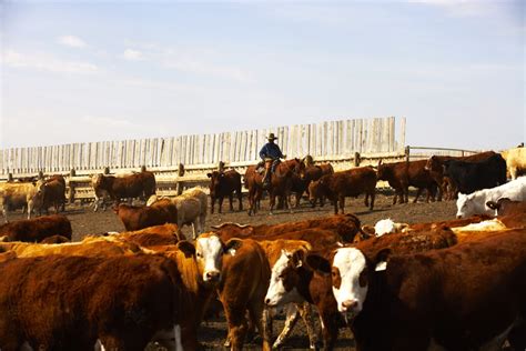 Check Off Refunds Top The Agenda For Upcoming Alberta Beef Producers