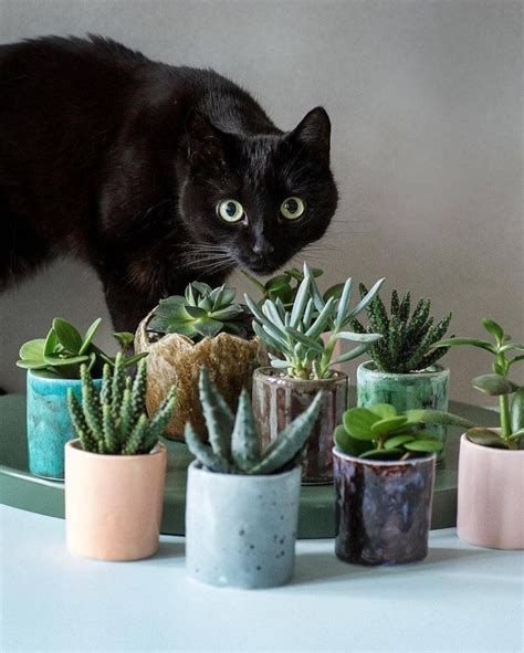What plants and flowers are safe for cats? 11 Succulents Safe for Cats | Houseplants safe for cats ...