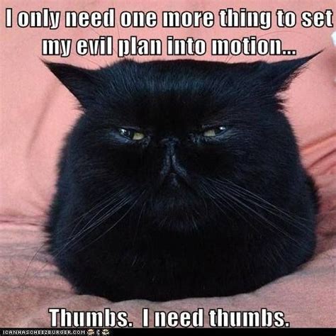 Cute Black Cats Funny Animal Pictures Cats