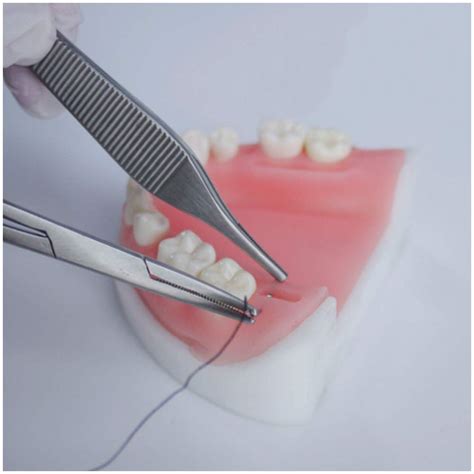 Buy Fhuili Periodontal Suture Practice Model Oral Suture Simulatior