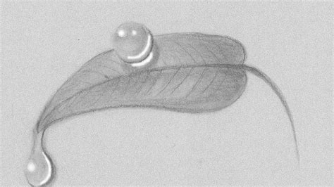 Unfortunately, almost all the newly minted. How To Draw Or Sketch Realistic Water Drops On A Leaf ...