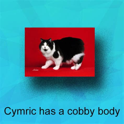 What Does Cobby Body Mean Cats Freethinking Animal Advocacy