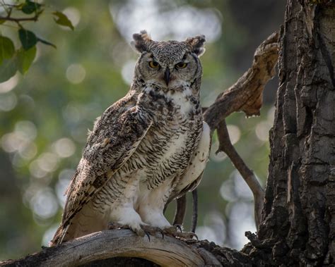 Great Horned Owl Sunny Flickr