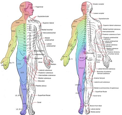 Body Diagram Dermatomes