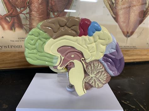 Colored Brain Interior View Diagram Quizlet