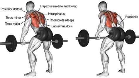 Barbell Row Vs T Bar Row Which One Is Better Fitness Volt