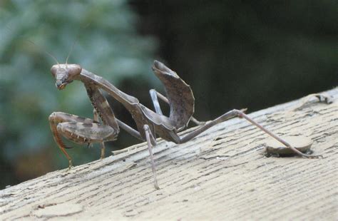 California Mantis Whats That Bug