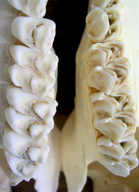 Deer Teeth Comparison Close Up By Fossilfeather On Deviantart