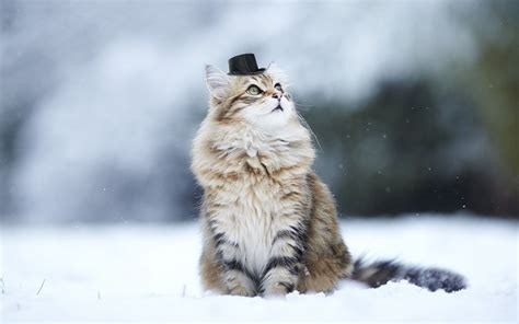 Cat Animals Nature Snow Winter Depth Of Field Hat Wallpapers Hd