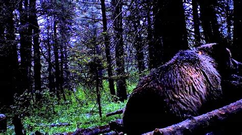 Big Island Park Idaho Grizzly Bear Boar Trail Camera June 5 2012