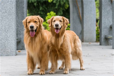 The golden retriever is one of the most popular dog breeds in the world, known for its loyalty, enthusiasm, and sweet, bright eyes. Golden Retriever - Puppies, Facts, Price, Temperament ...