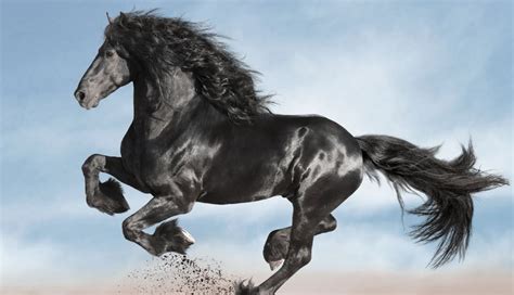 Worth The Splurge The 8 Most Expensive Breeds Of Horses In The World