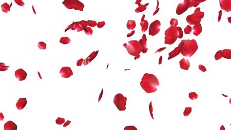 Rose Petals Png File Png All Png All