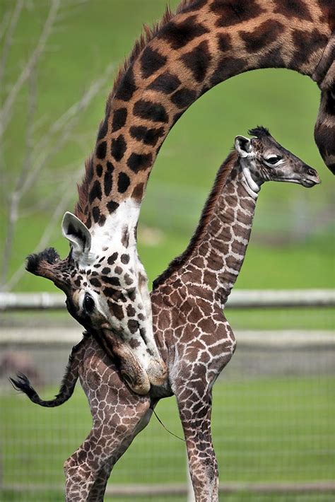 Likefunme Animals And Their Lovely Babies