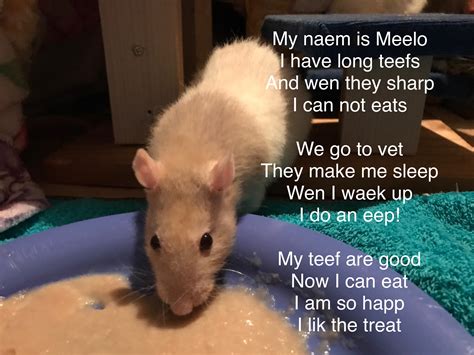 Ilikthebred poem about my rattie bc I'm too nervous to post it in the