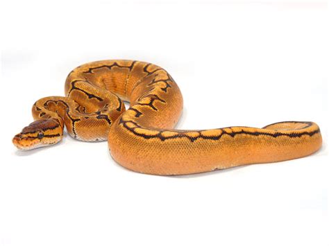 Orange Dream Pinstripe Morph List World Of Ball Pythons
