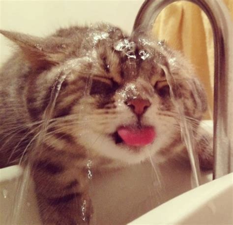 14 Crazy Cats Who Actually Like Water