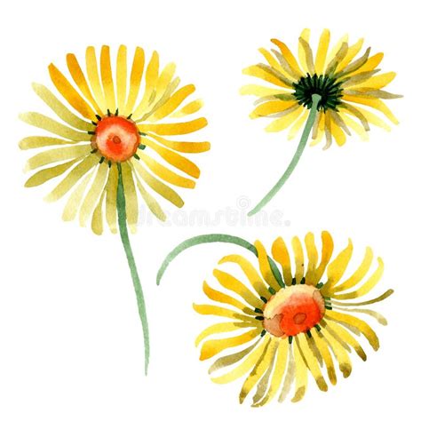 Yellow Daisy Floral Botanical Flower Watercolor Background