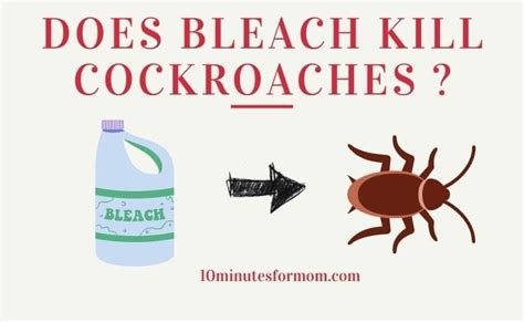 Does Bleach Kill Cockroaches 10minutesformom