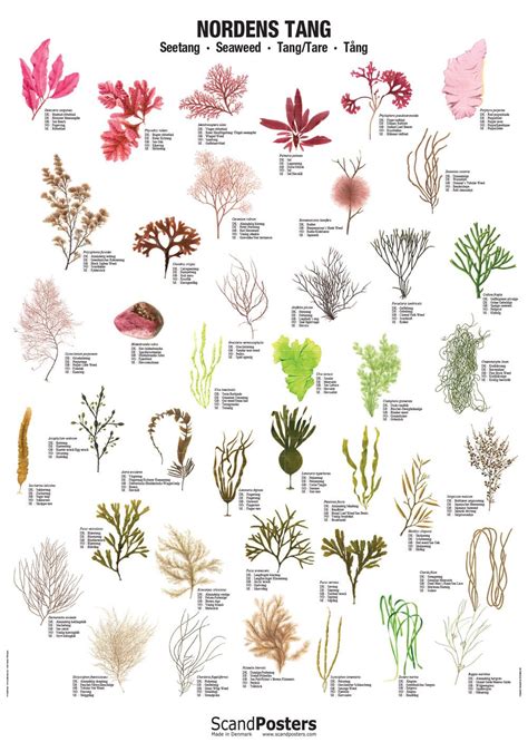 Large And Very Colorful Seaweed Poster That Illustrates 41 Of The Most
