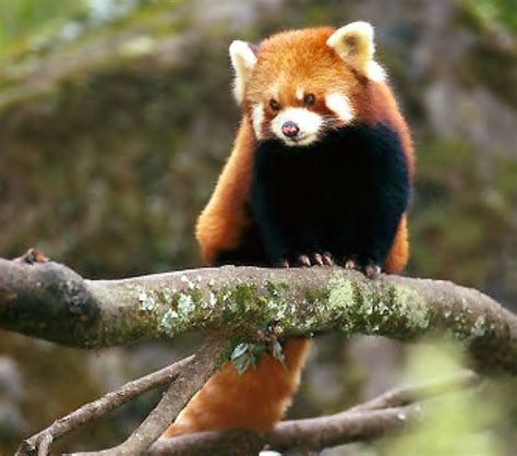Adopt Red Panda Sita Red Panda Network