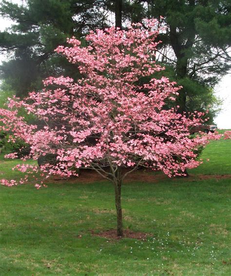 Pink Flowering Dogwood Bower And Branch