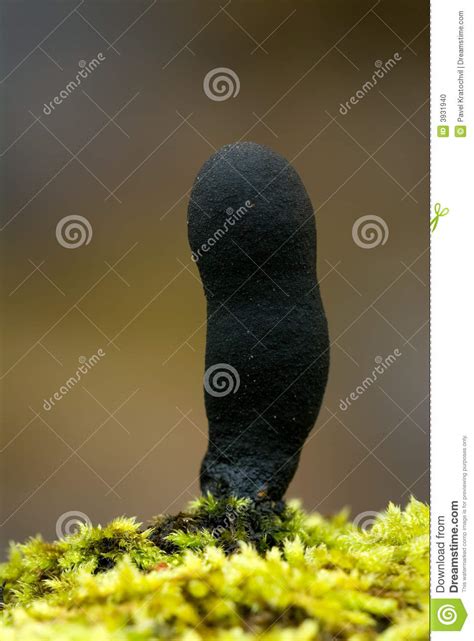Finde fotos von schwarz pilz. Schwarzer Pilz Stockfoto - Bild: 3931940