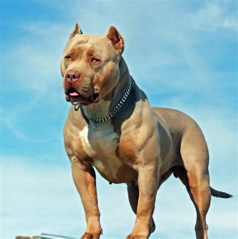 Silver Cuban Link Luxury Dog Choke Chain Collar Swole Dogs