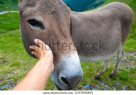 Hand Man Touches Donkey Stroke Donkeys Stock Photo