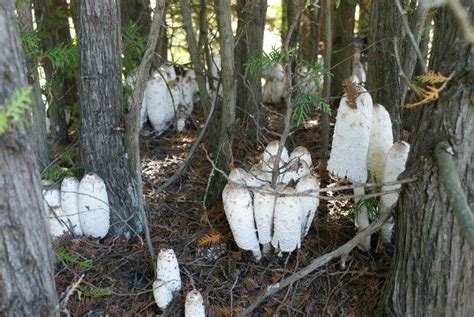 Minnesota Edible Mushrooms Photos