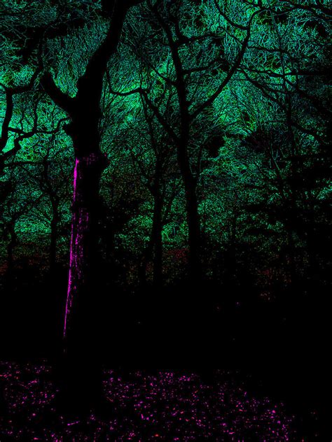 Psychedelic Forest Trees In Highgate Wood 126 Photograph By Edgeworth