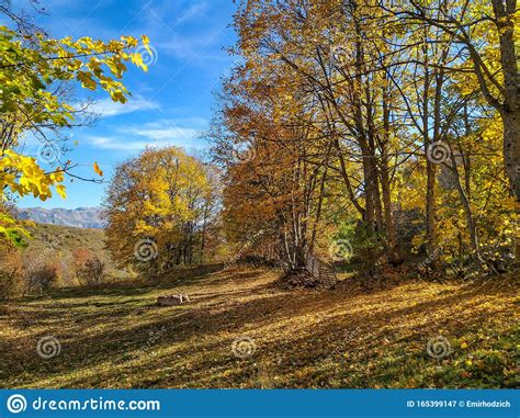 Serene Peaceful Nature Found In The Wild Forest With Colorful Trees And