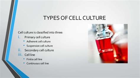 Primary human and animal cell culture gene therapy embryo culture. Types of cell culture